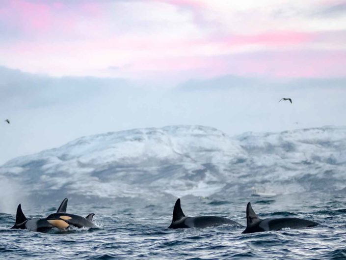 Arctic Playground