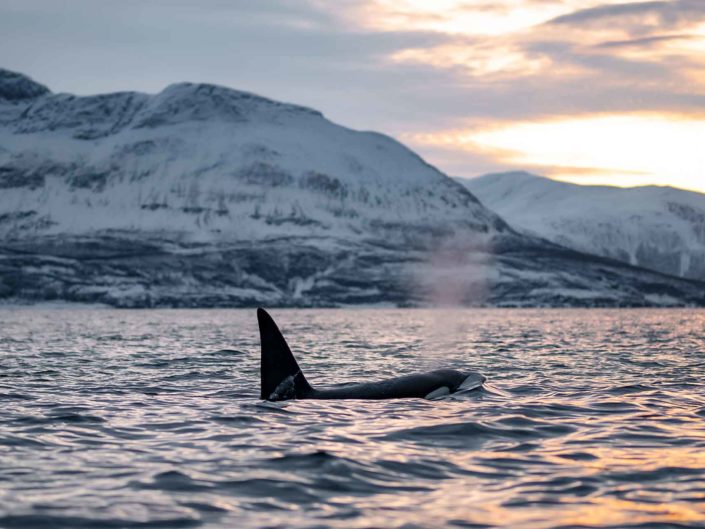 Dancing in the Arctic Light