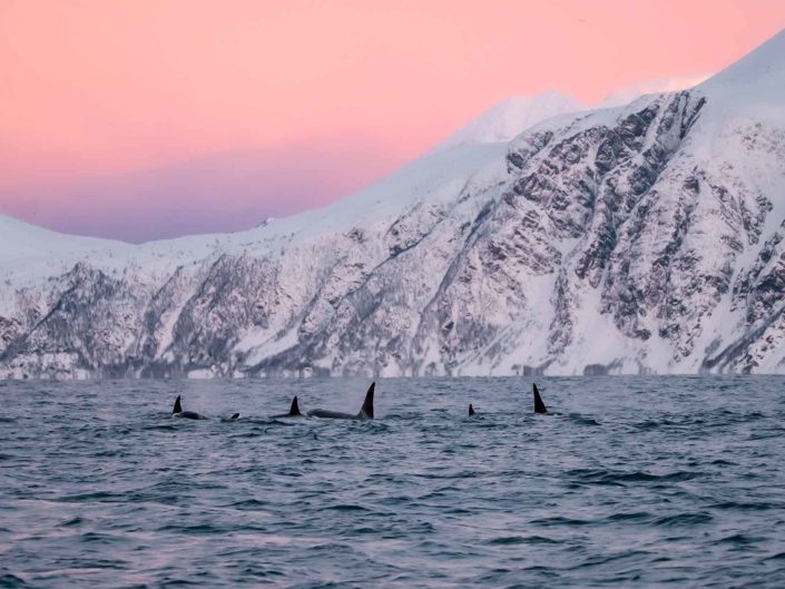 Kings and Queens of the Sea