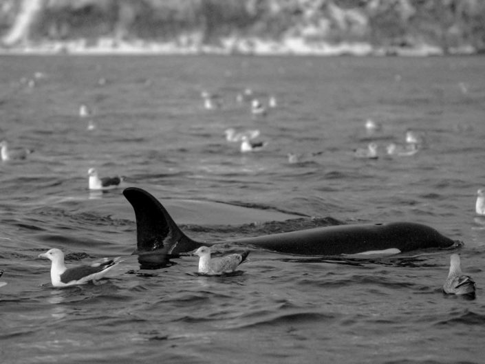 Sharing the Feast