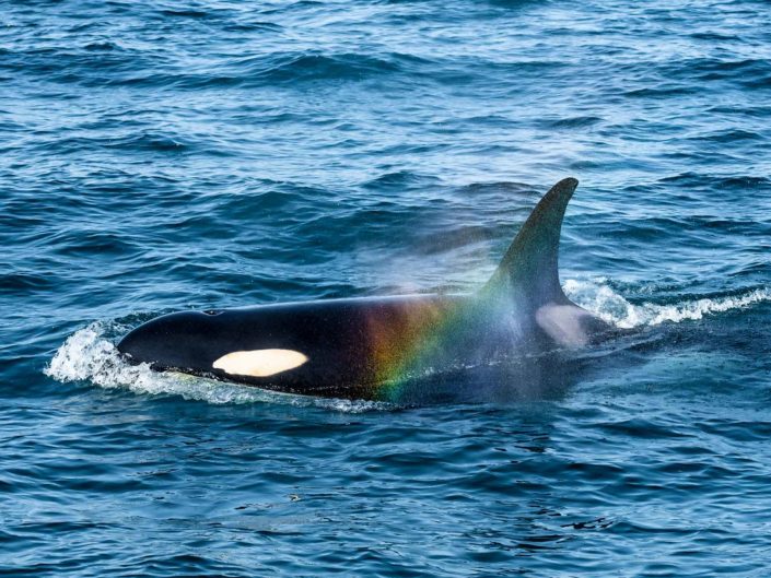 Swimming with the Rainbow